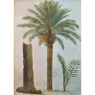 Simon Denis - Palmiers À Rome