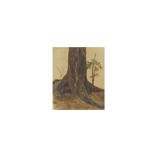 Simon-Joseph-Alexandre-Clément Denis - The Trunk Of A Live Oak