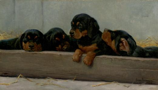 Simon Ludvig Ditlev Simonsen - Dachshund Puppies