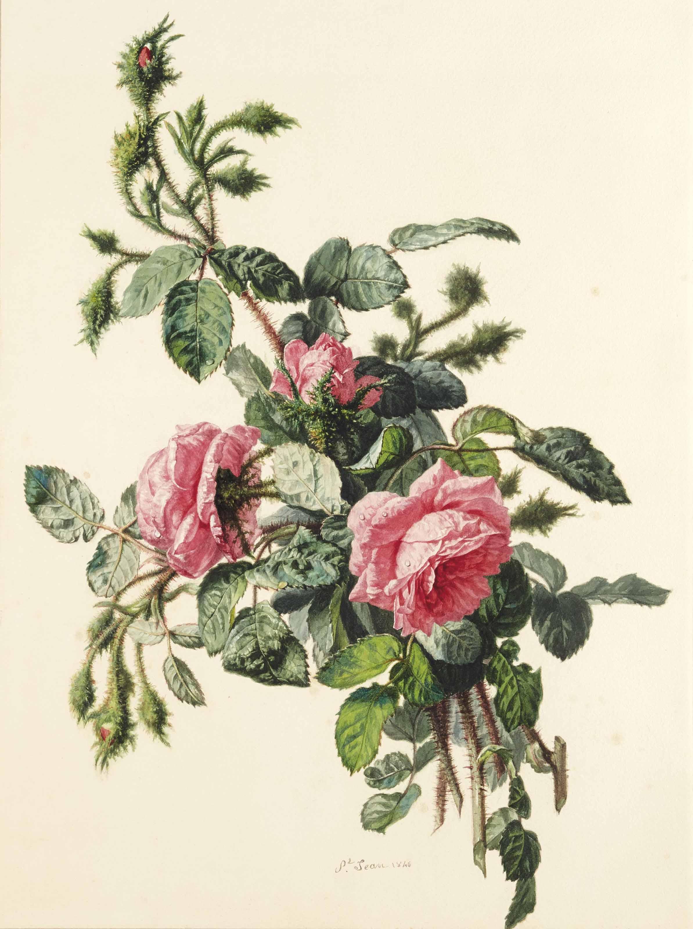 Simon Saint-Jean - Branche De Rosier En Fleurs