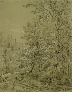 Simon Warnberger - Bäume am Waldweg