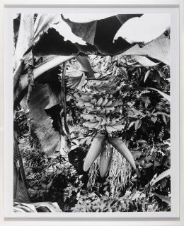 Simryn Gill - Forrest #11, 1996-1998