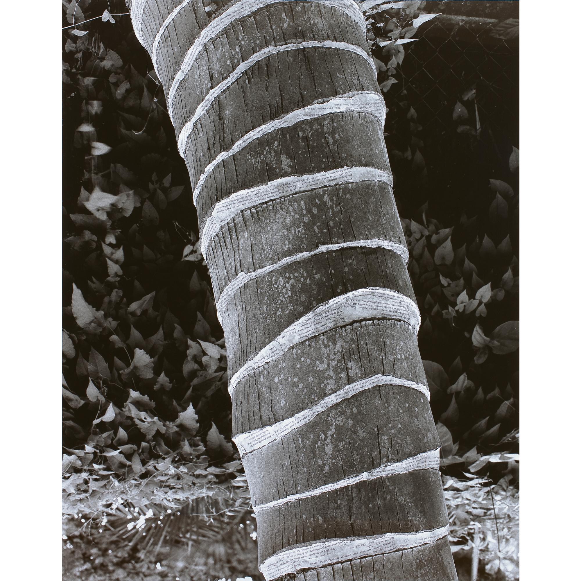 Simryn Gill - Malaysian Forest Nos. 3, 4, 11