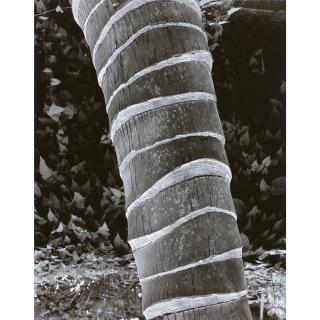 Simryn Gill - Malaysian Forest Nos. 3, 4, 11