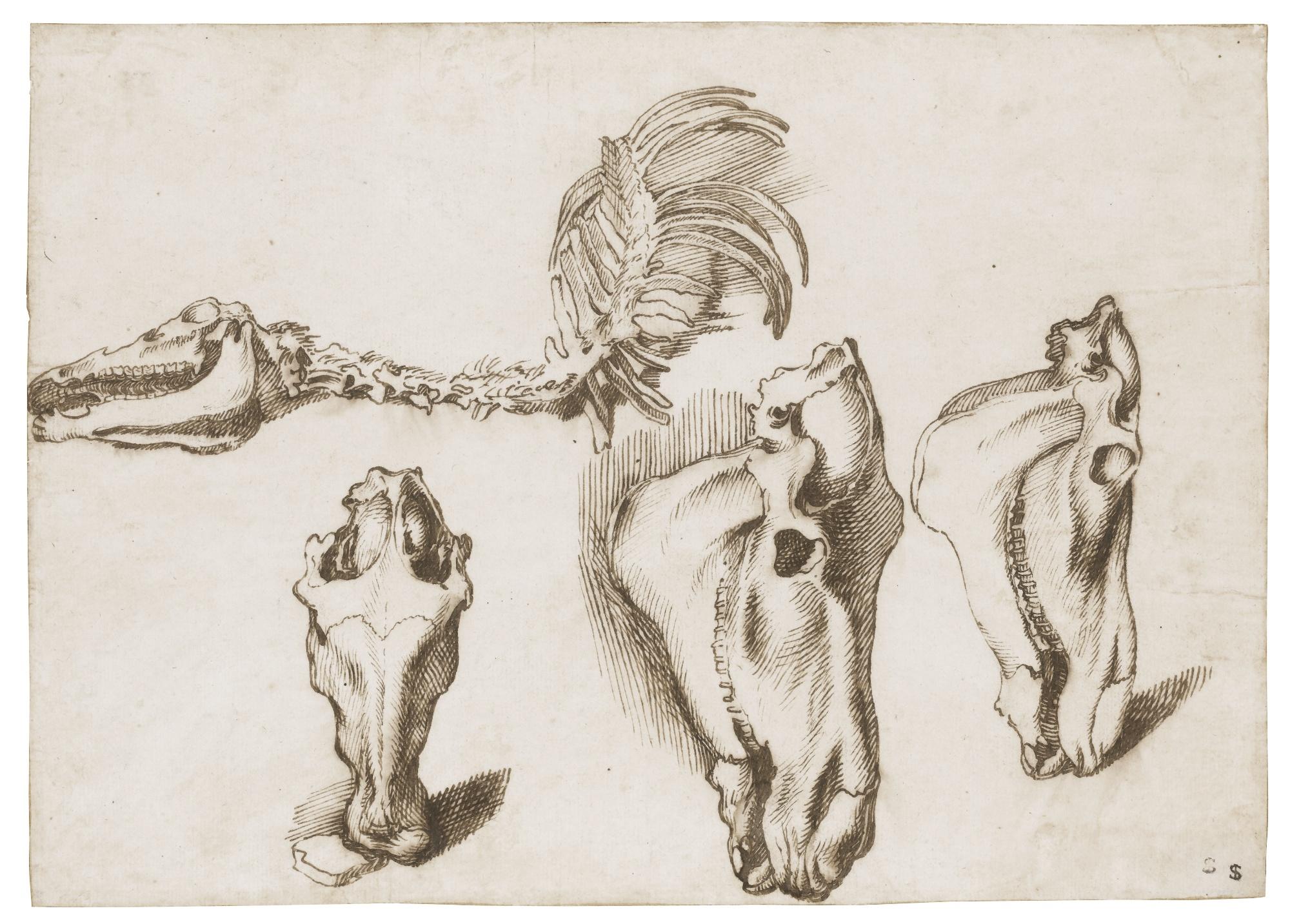 Sinibaldo Scorza - Studies Of The Skeleton And Skull Of A Horse
