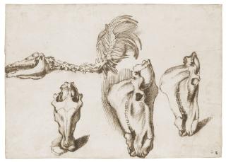 Sinibaldo Scorza - Studies Of The Skeleton And Skull Of A Horse