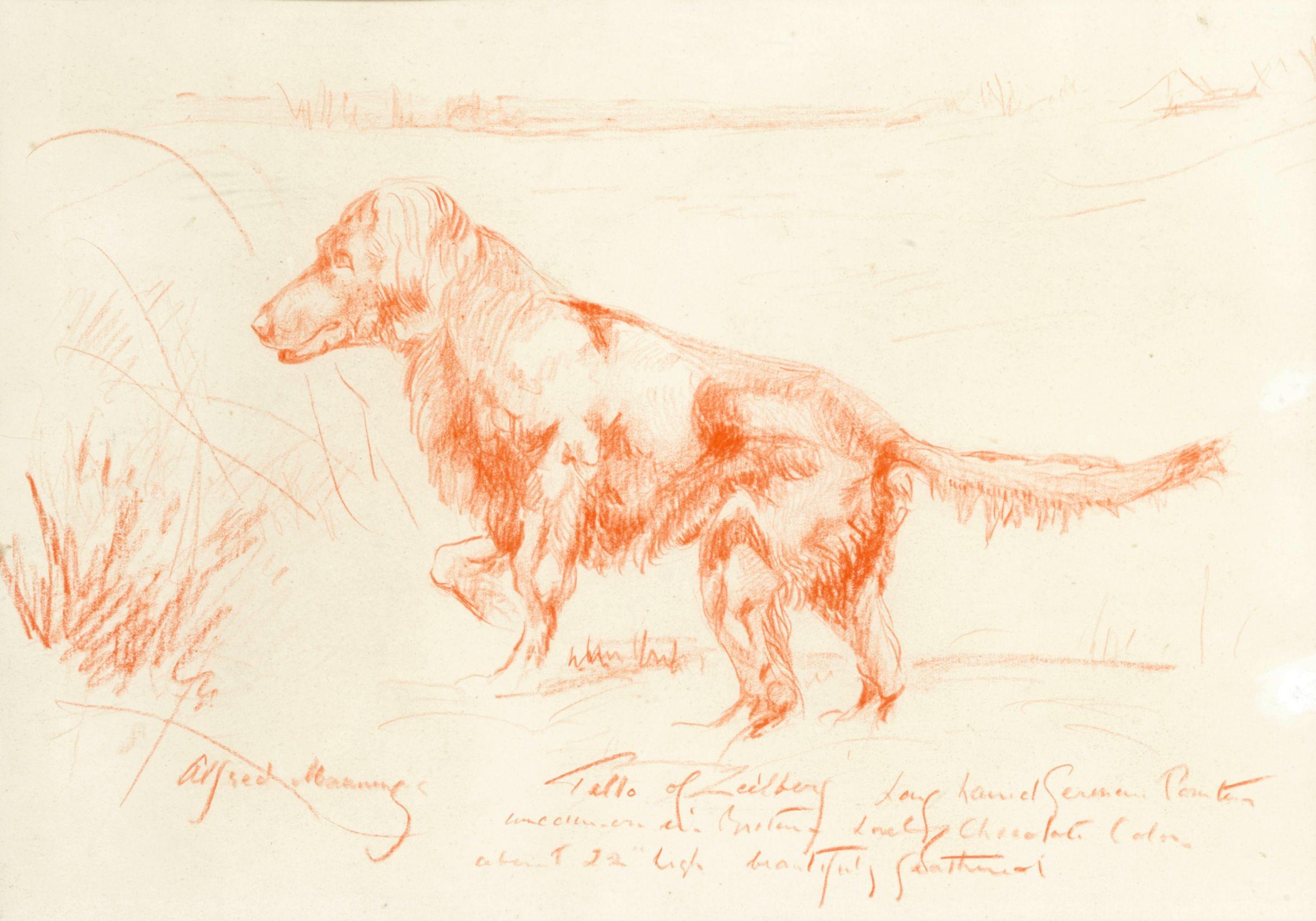 Sir Alfred James Munnings, PRA, RWS - Portrait of a long haired german pointer