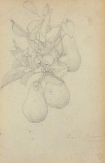 Sir Edward John Poynter, Bt., P.R.A., R.W.S. - Study of pears on a branch