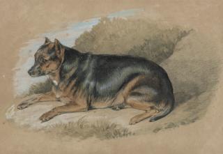 Sir Edwin Henry Landseer, R.A. - A study of the terrier Zippin