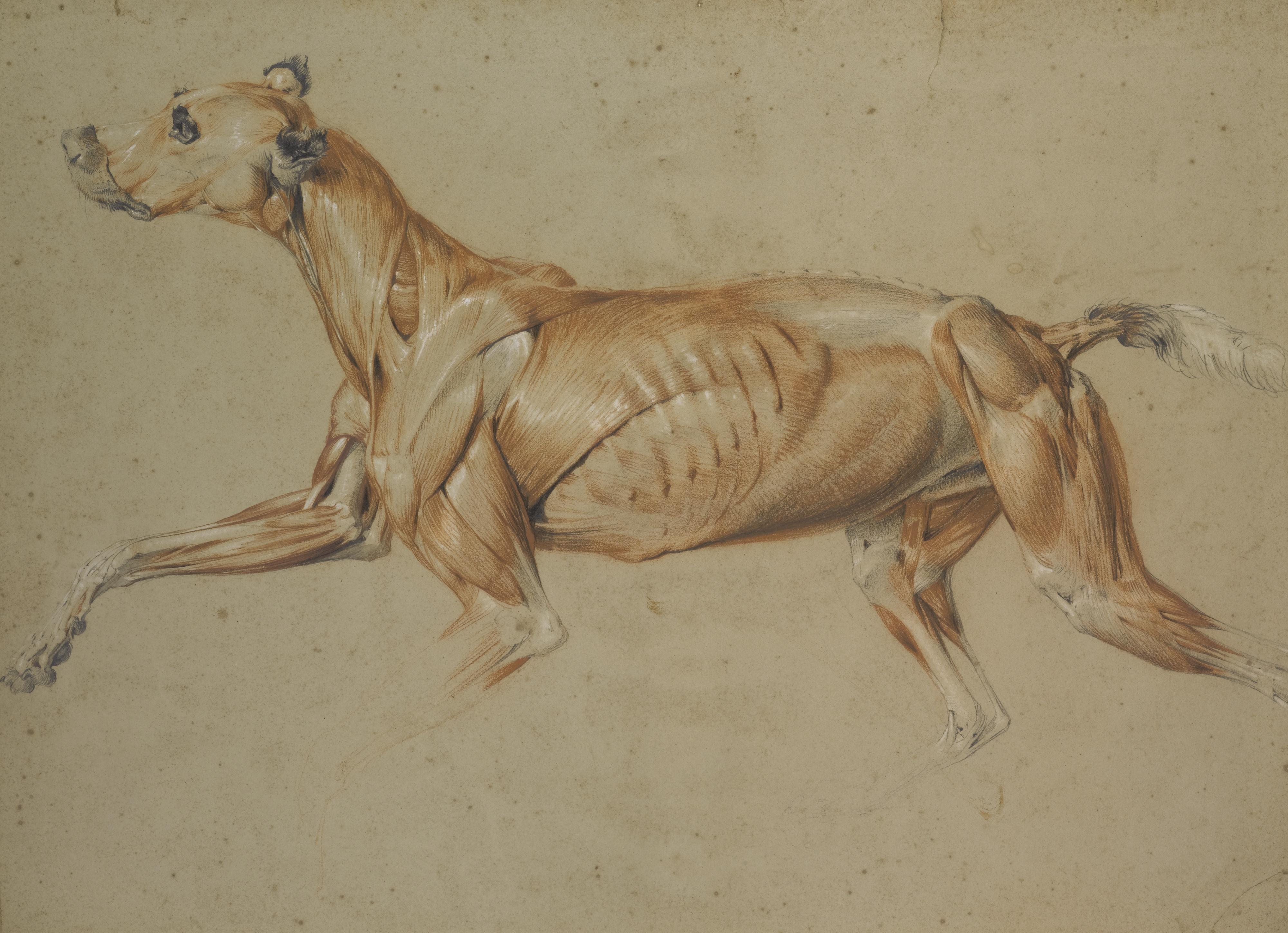 Sir Edwin Henry Landseer, R.A. - Ecorché Drawing Of A Whippet