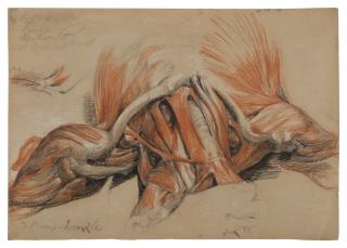 Sir Edwin Henry Landseer, R.A. - Écorché Study