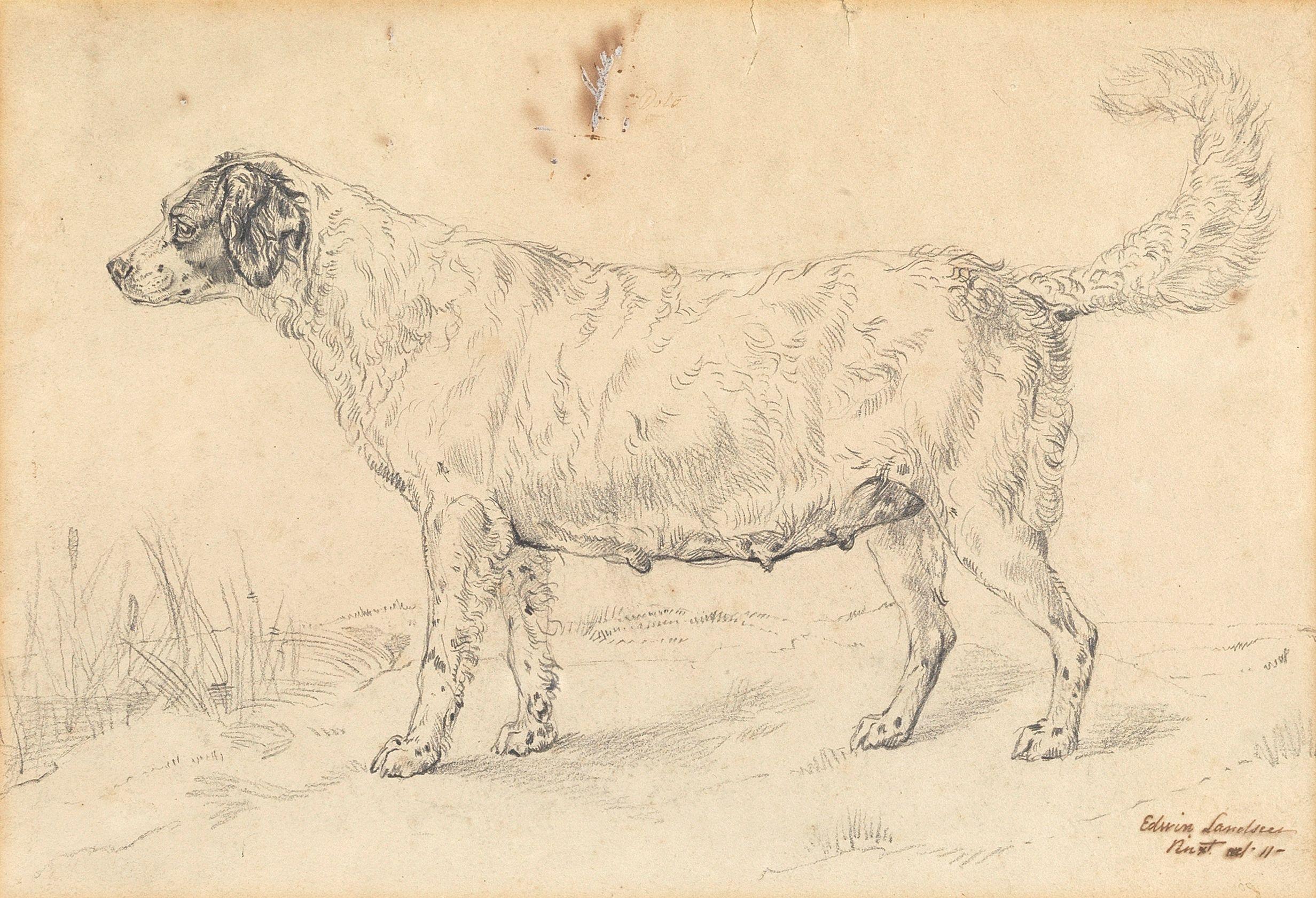 Sir Edwin Henry Landseer, RA - Study of a dog