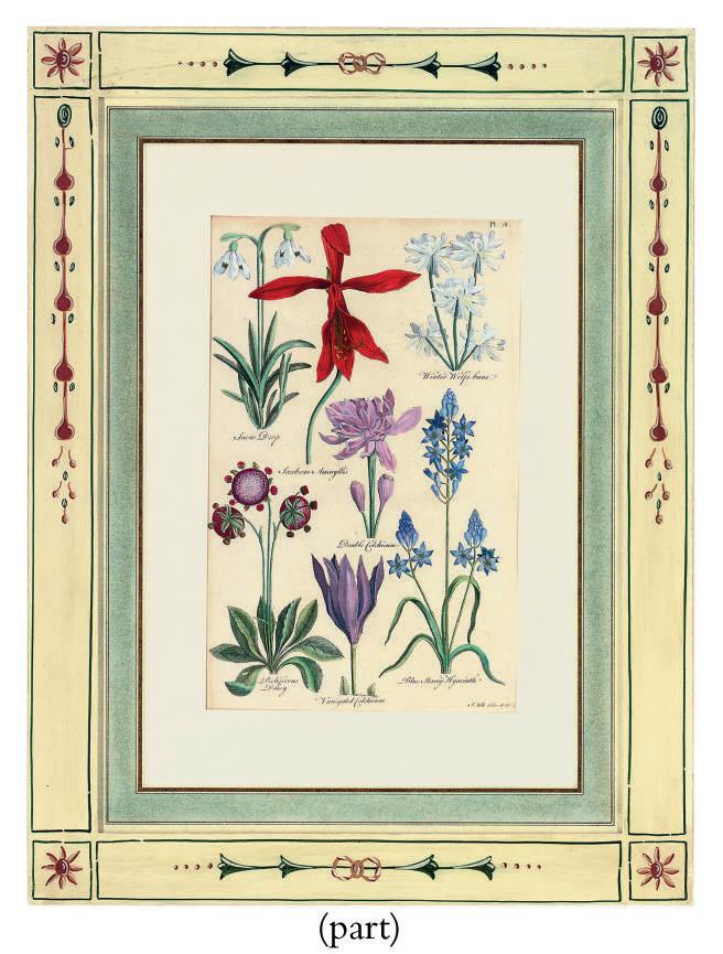 Sir John Hill - Flower Studies