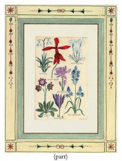 Sir John Hill - Flower Studies