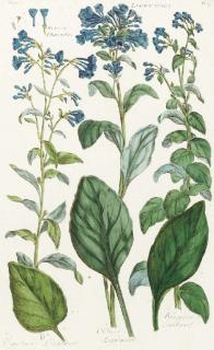 Sir John Hill - The British Herbal: Eight Plates of Botanicals
