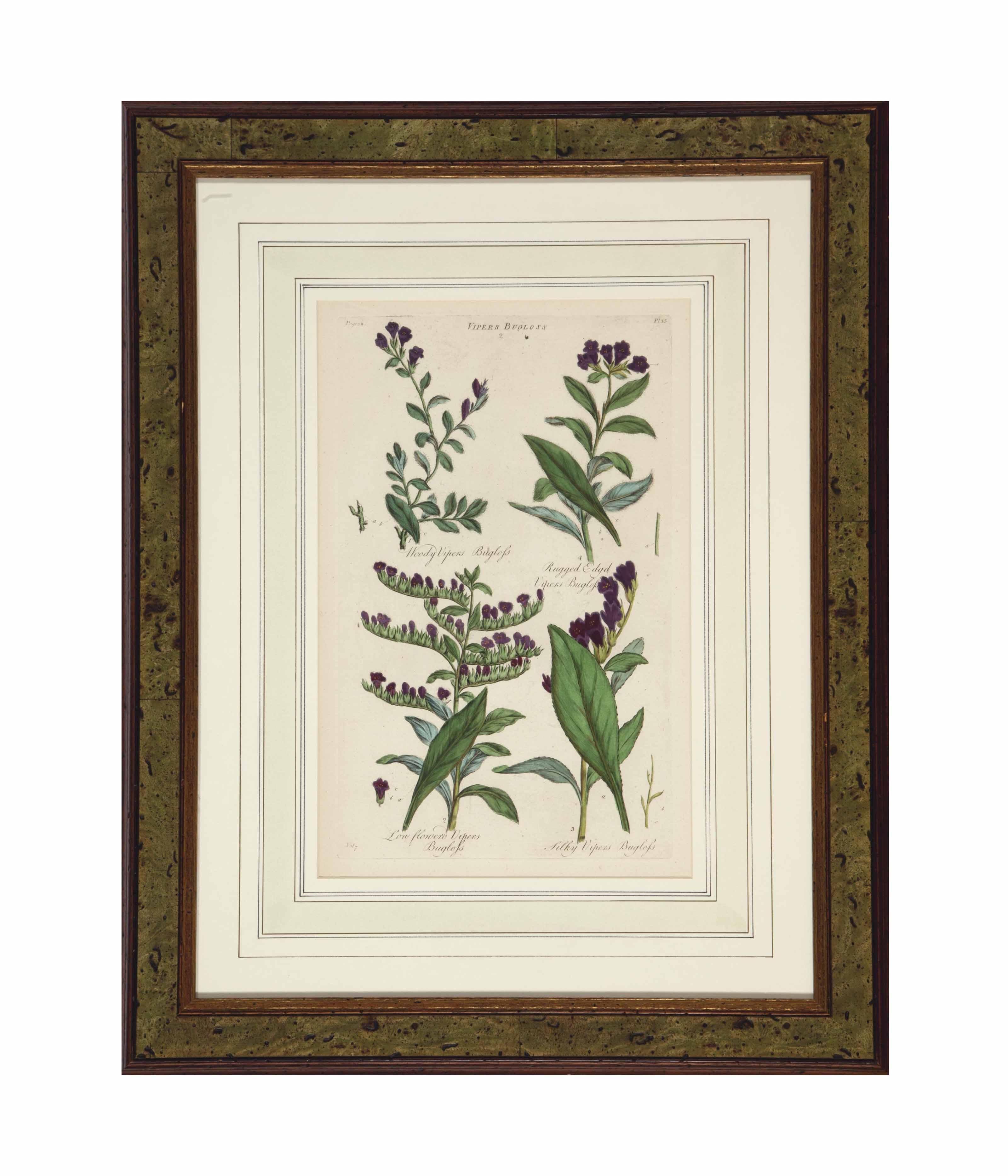 Sir John Hill - [The British Herbal]: Eight Plates