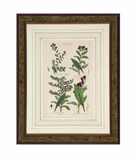 Sir John Hill - [The British Herbal]: Eight Plates