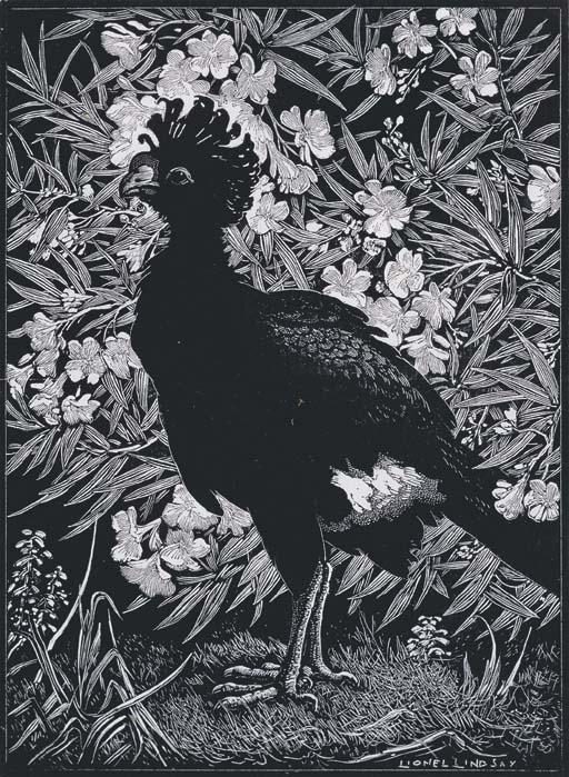 Sir Lionel Arthur Lindsay - Curassow And Oleander