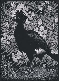 Sir Lionel Arthur Lindsay - Curassow And Oleander