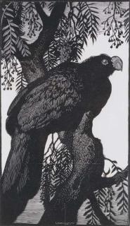 Sir Lionel Arthur Lindsay - Prince Albert Curassow