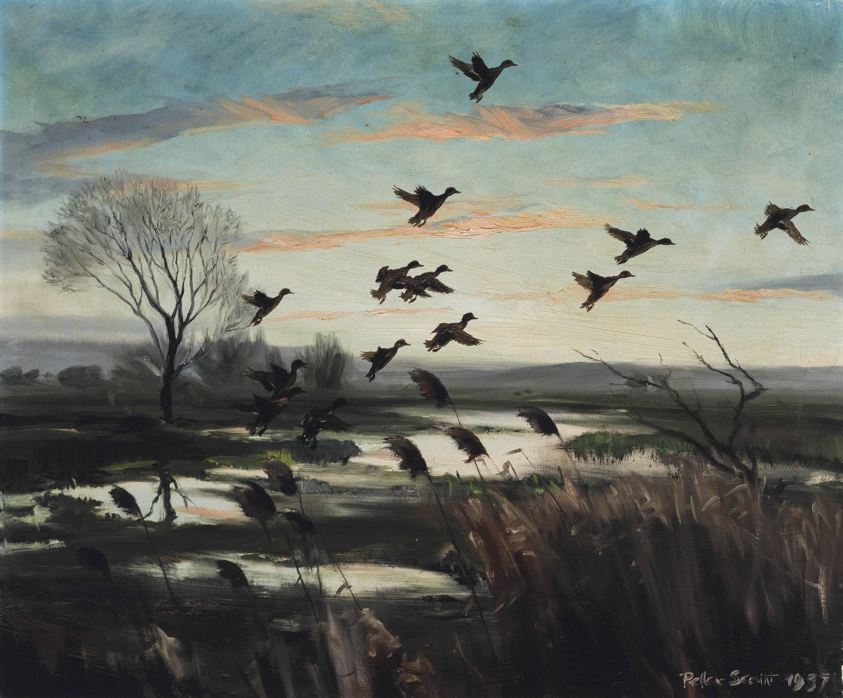 Sir Peter Markham Scott - A spring of teal on the \'marshy bit\'