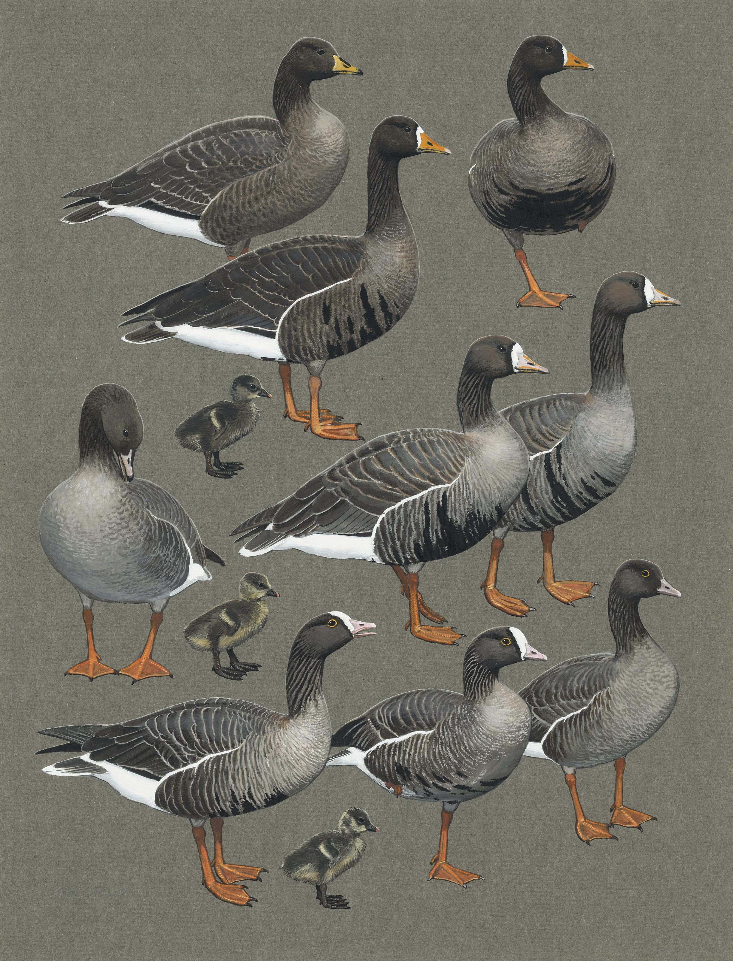 Sir Peter Markham Scott - Greylag geese