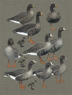 Sir Peter Markham Scott - Greylag geese