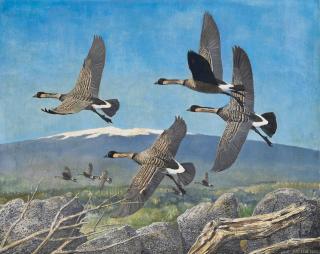 Sir Peter Markham Scott - Nene Geese
