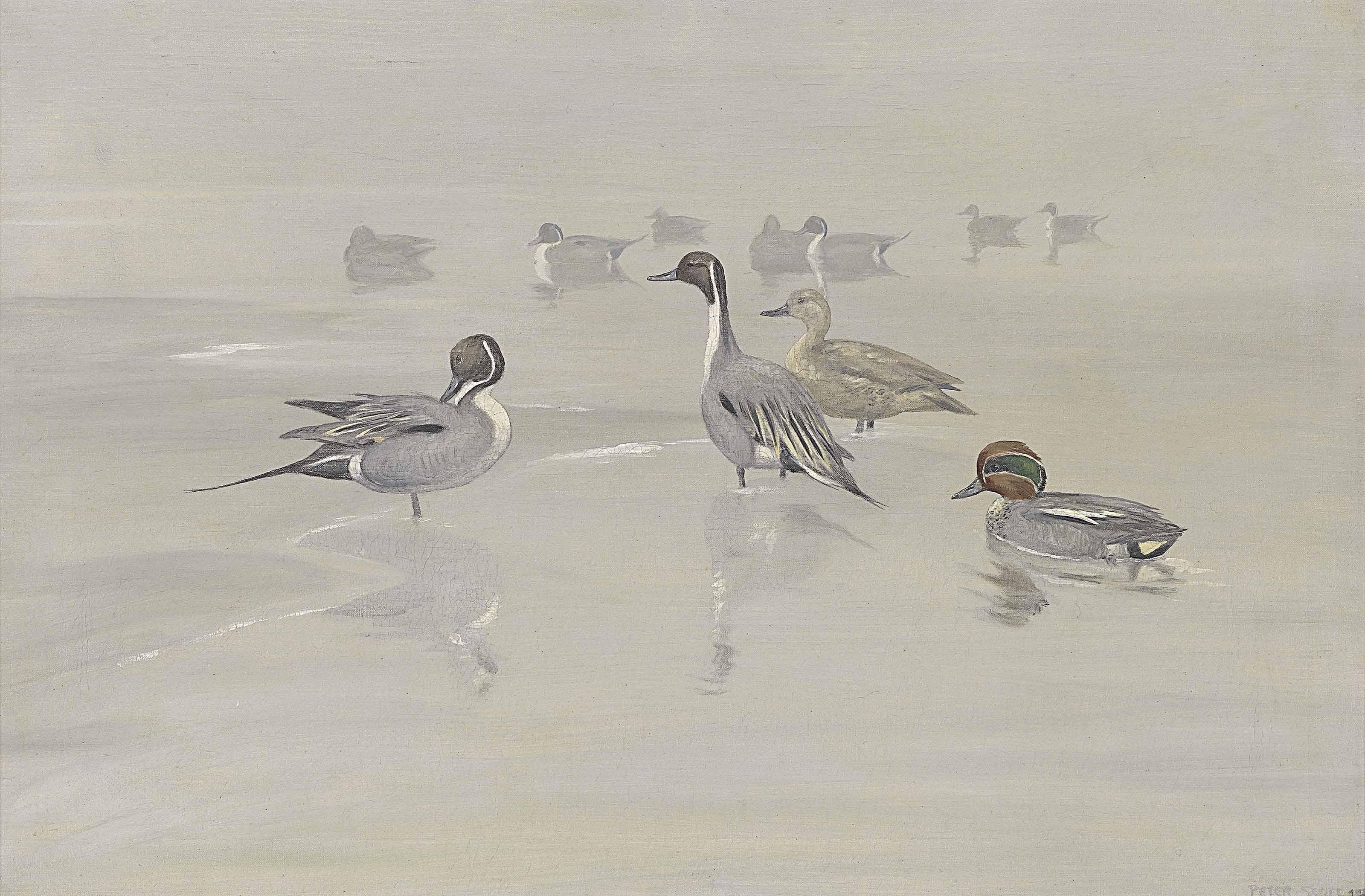 Sir Peter Markham Scott - Pintails And Green-Winged Teal