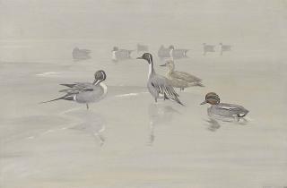 Sir Peter Markham Scott - Pintails And Green-Winged Teal