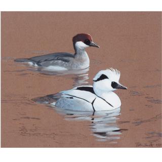 Sir Peter Scott - A Pair Of Widgen