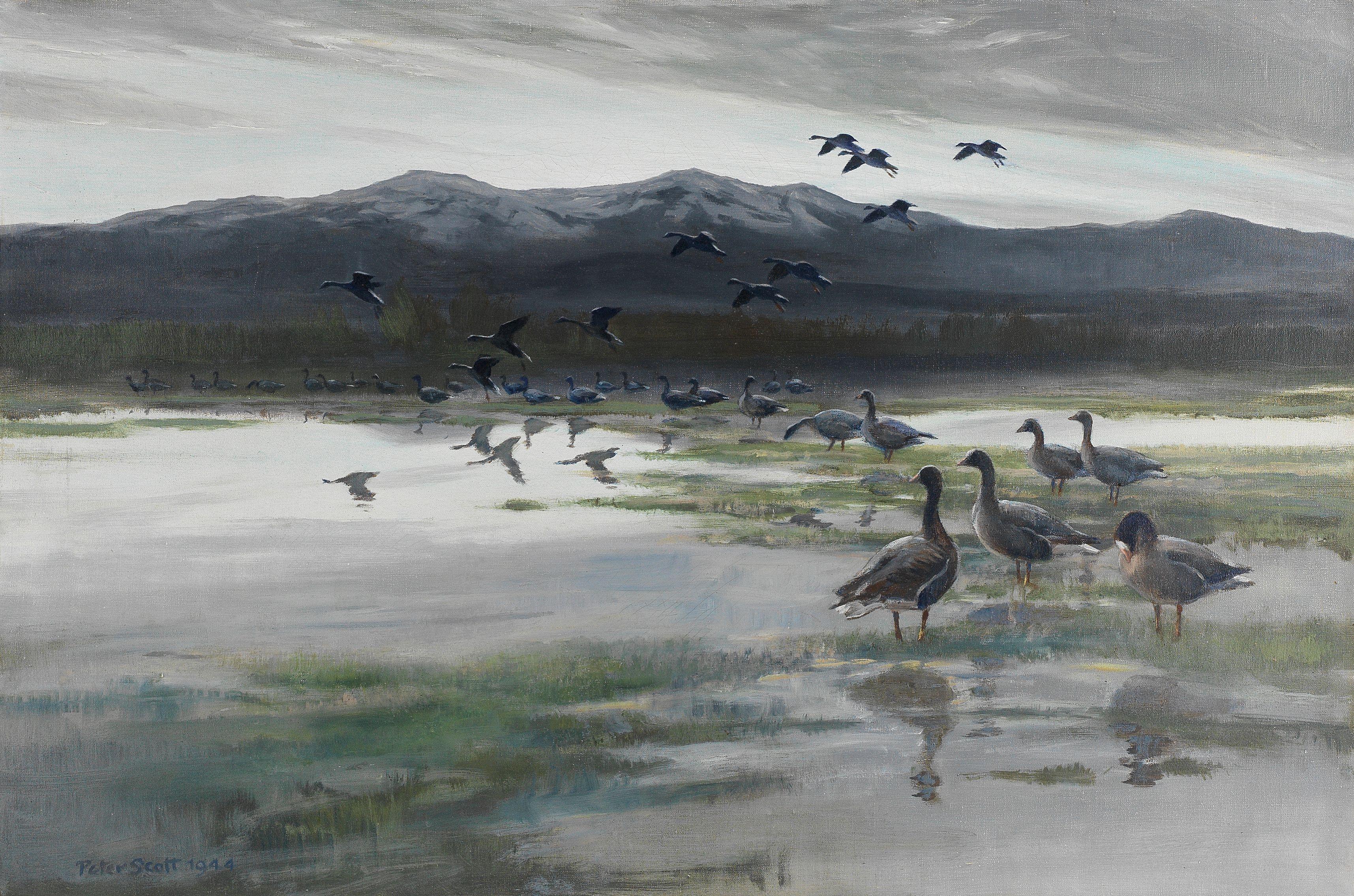 Sir Peter Scott - Caspian Dawn, Lesser Whitefronted Geese