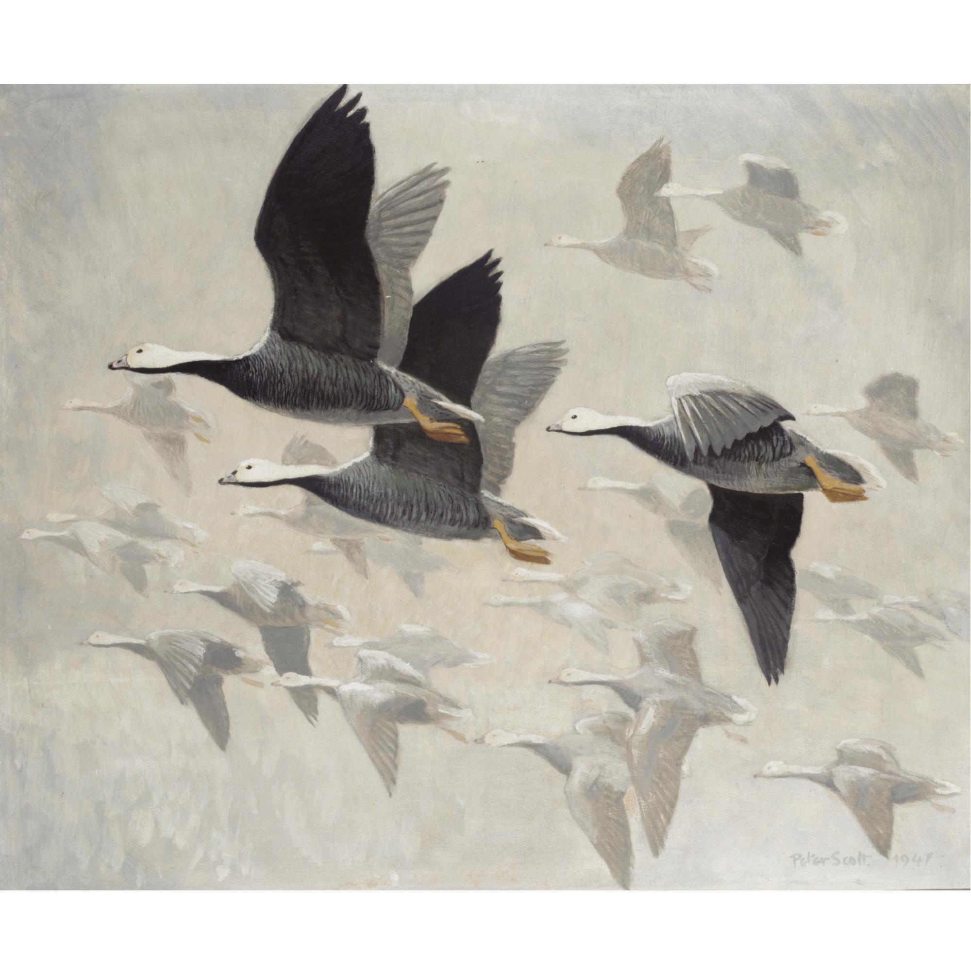 Sir Peter Scott - Emperor Geese