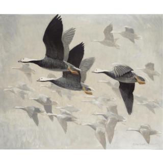 Sir Peter Scott - Emperor Geese