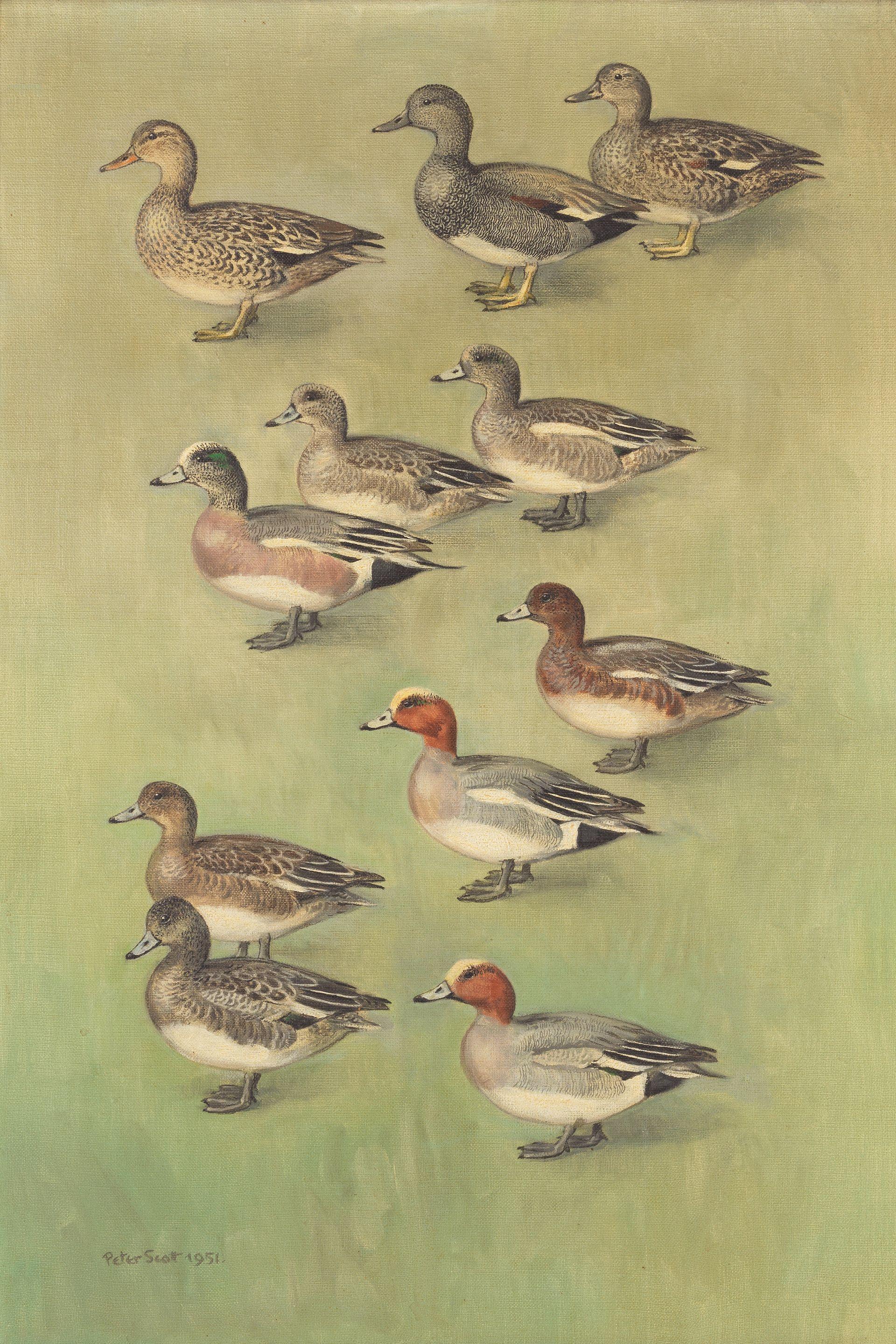 Sir Peter Scott - Gadwall, American Wigeon and European Wigeon