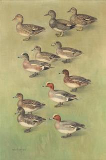 Sir Peter Scott - Gadwall, American Wigeon and European Wigeon