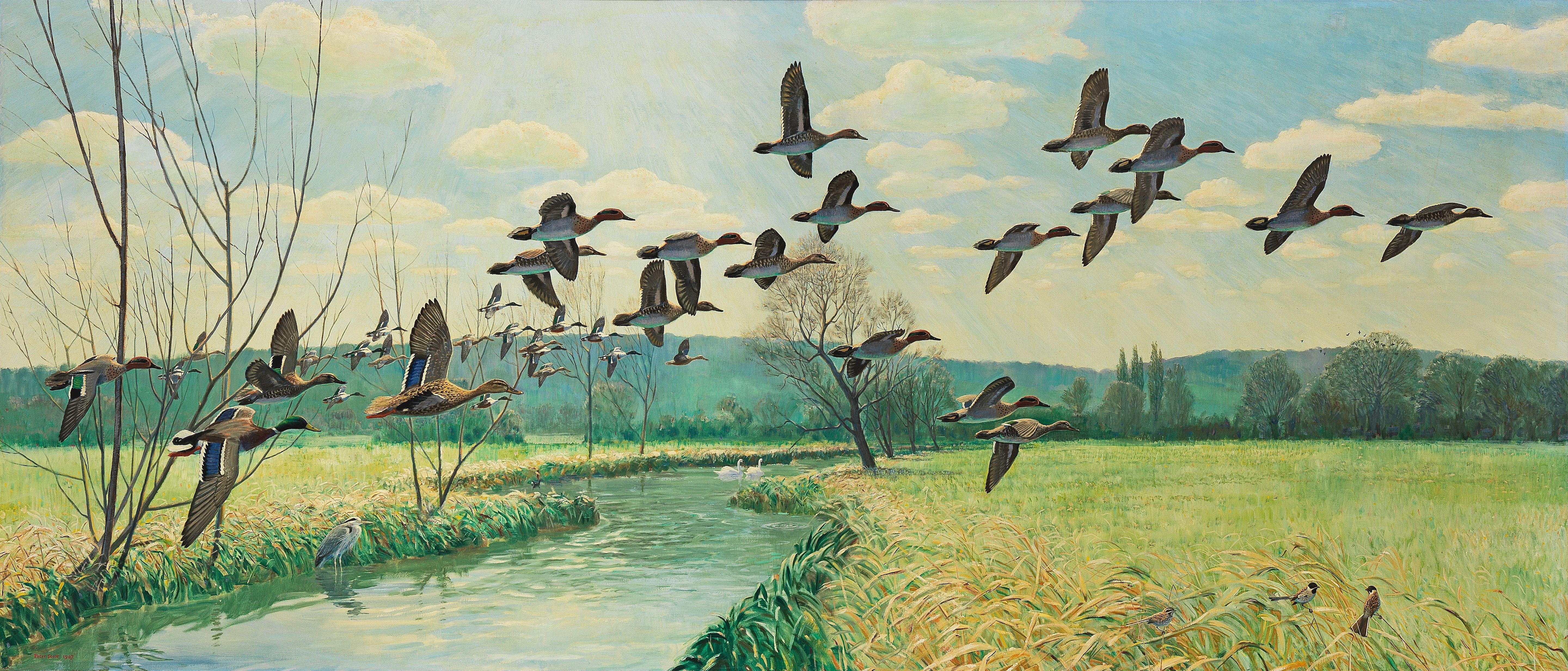 Sir Peter Scott - Mallard and Teal in Flight