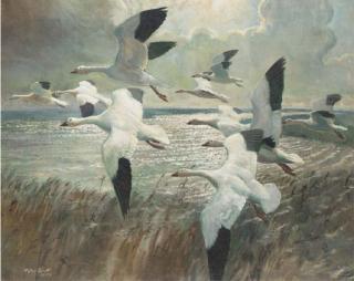 Sir Peter Scott - Snow geese before the squall