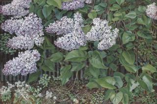 Sir Stanley Spencer, R.A. - Lilac