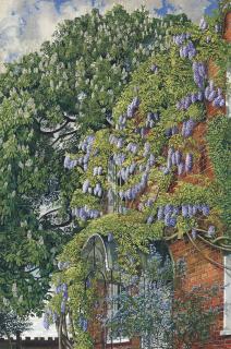 Sir Stanley Spencer, R.A. - Wisteria at Englefield