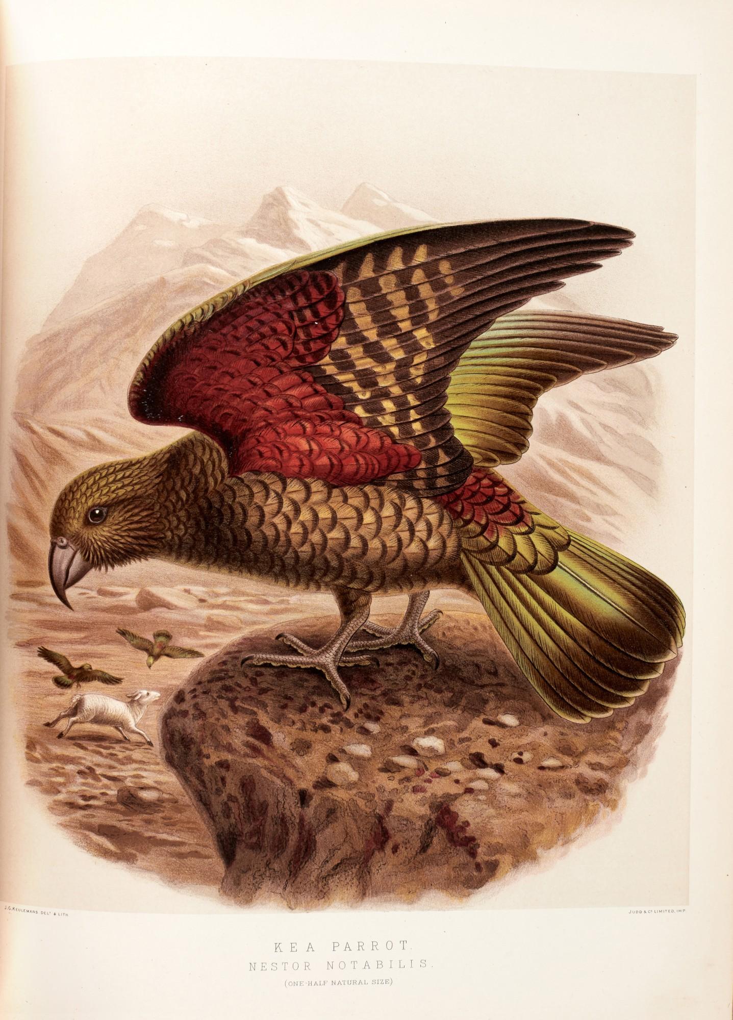 Sir Walter Lawry Buller - A history of the birds of New Zealand, 1888; Supplement, 1905, together 4 volumes