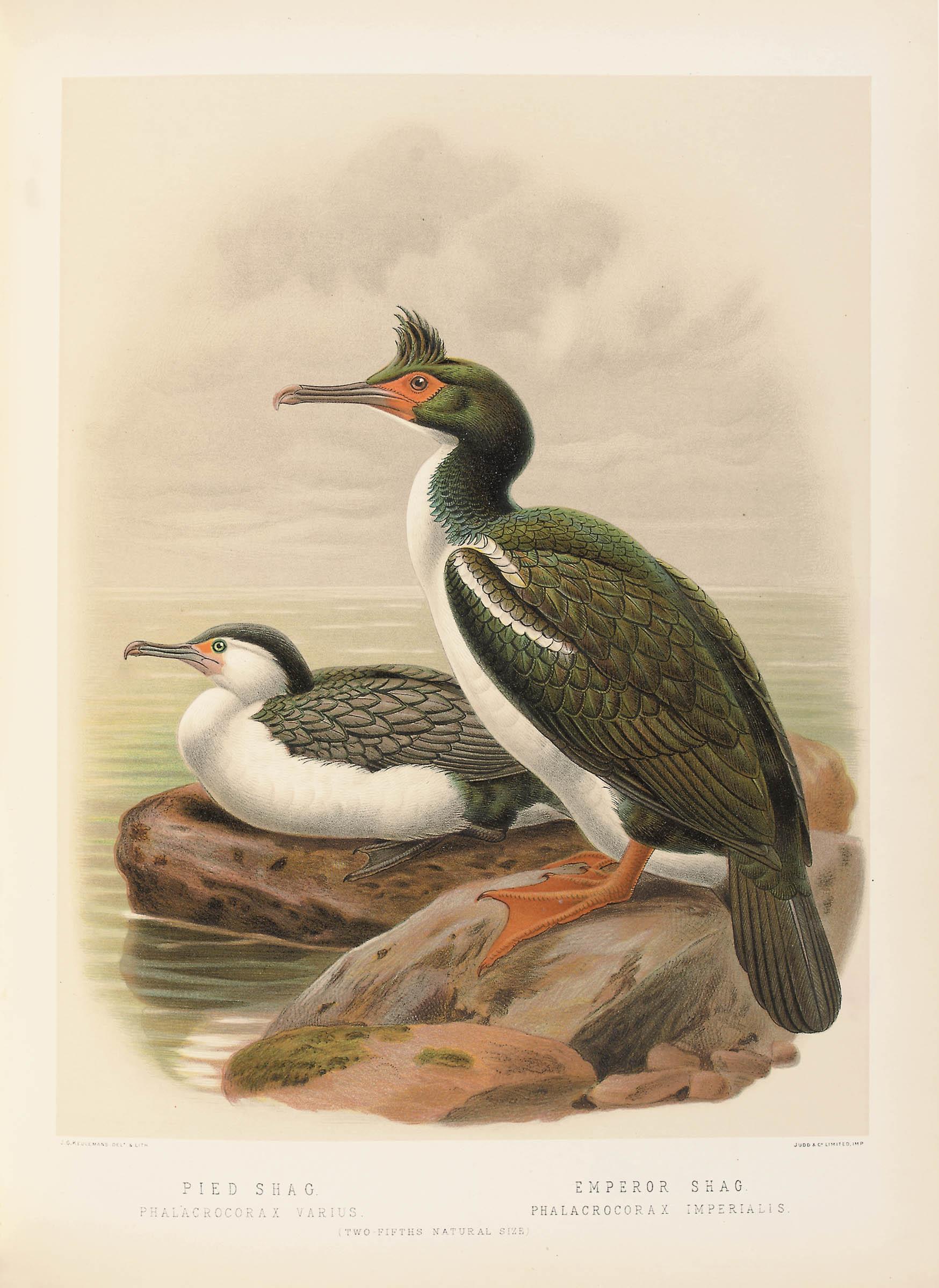 Sir Walter Lawry Buller - A History Of The Birds Of New Zealand