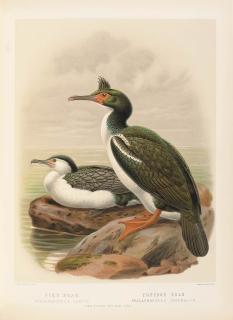 Sir Walter Lawry Buller - A History Of The Birds Of New Zealand