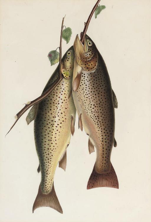Sir William Jardine, 7Th Bt., H.R.S.A. - Two Brown Trout