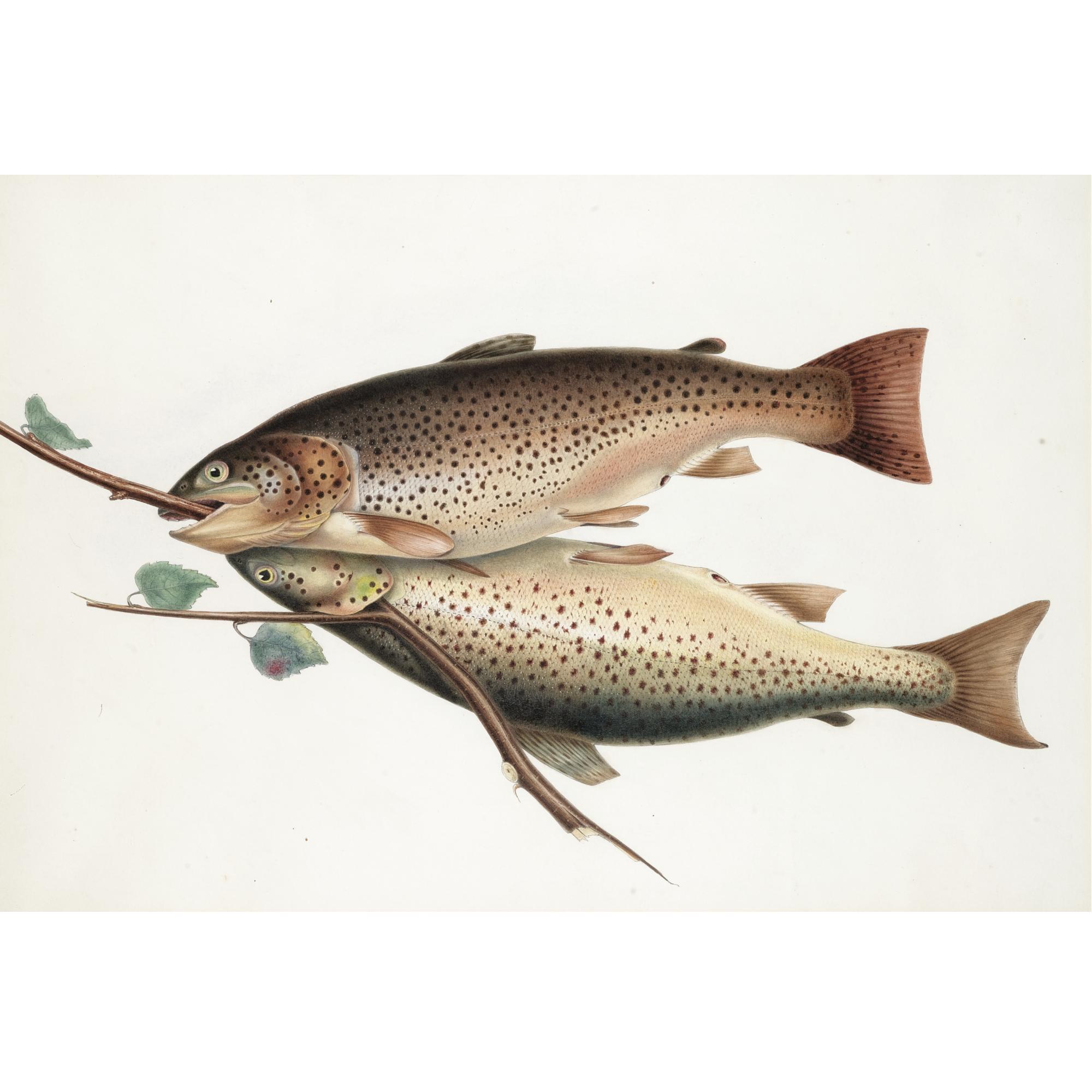 Sir William Jardine - Brown Trout