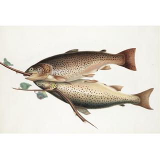 Sir William Jardine - Brown Trout