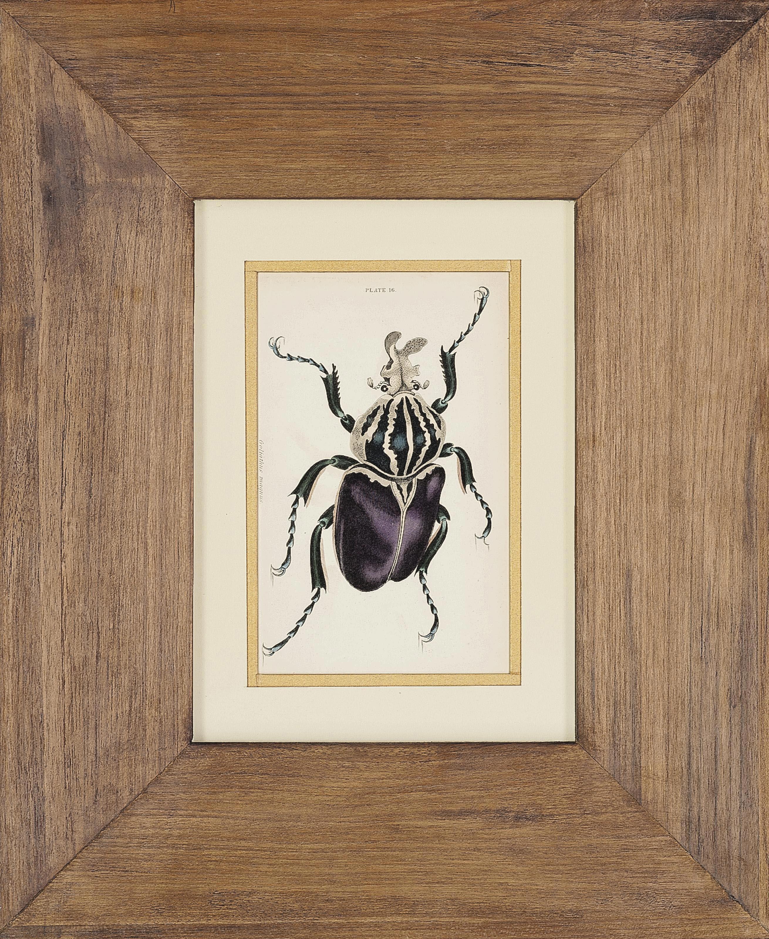 Sir William Jardine - Eighteen Entomological studies, from the Naturalist\'s Library