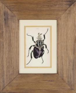 Sir William Jardine - Eighteen Entomological studies, from the Naturalist\'s Library