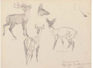 Sir William Russell Flint, R.A., P.R.W.S., R.S.W. - Deer Studies