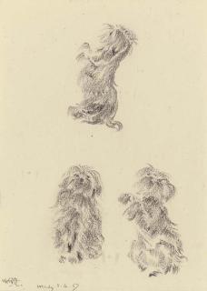 Sir William Russell Flint, R.A., P.R.W.S., R.S.W. - Studies of Wendy, A Yorkshire Terrier (One Illustrated)